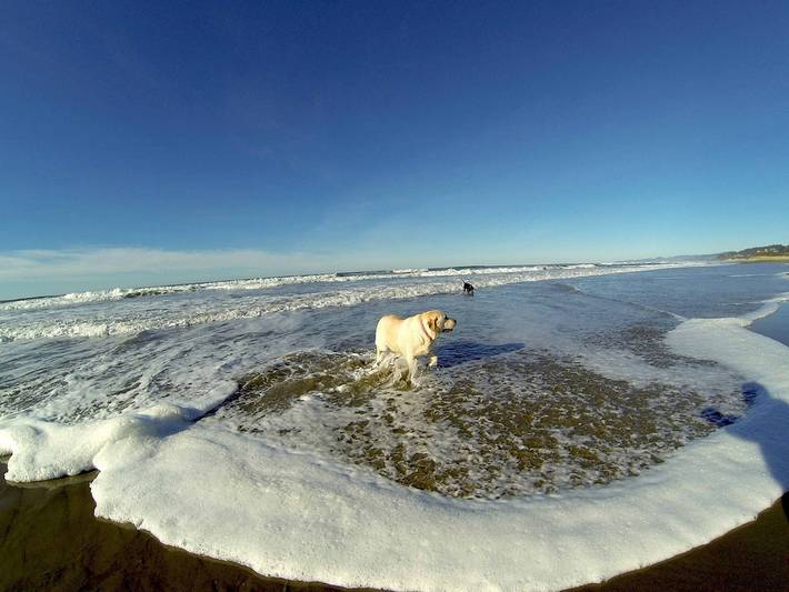 Vacation house for 12 people, with balcony, with pets in Oregon Coast
