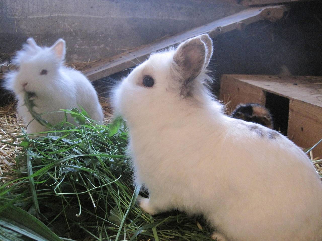 Ganze Ferienwohnung, Appartements Bodenland - Appartement I 1 in Wildschönau, Kaisergebirge