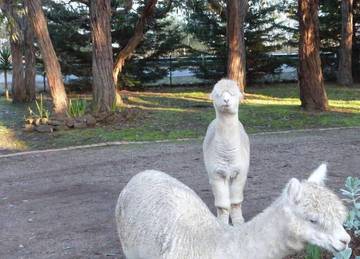 Villa pour 5 Personnes dans Bellbrae, Comté de Surf Coast, Photo 3
