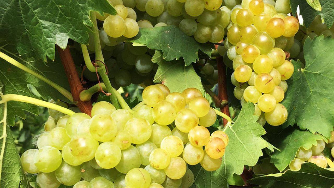 Apartamento para 4 Personas en Friburgo, Alta Selva Negra