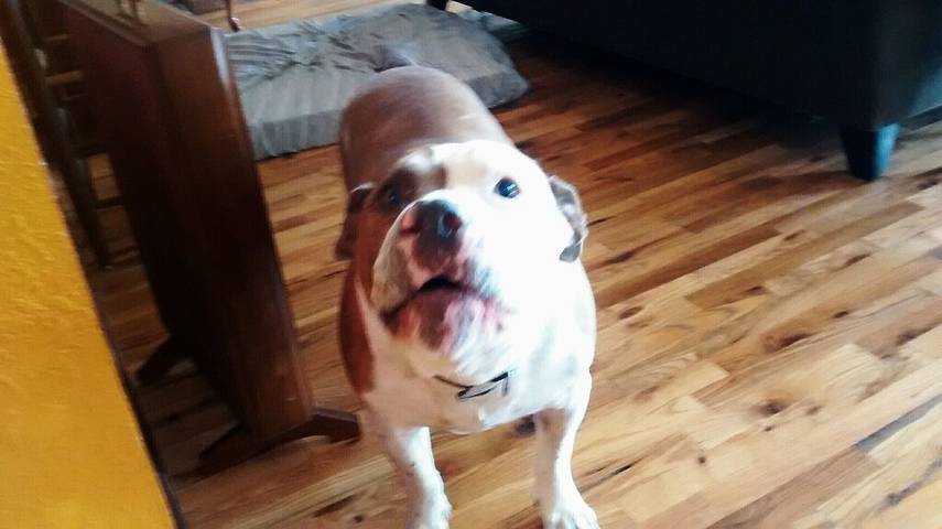 Ferienhaus für 1 Personen, mit Haustier - 1