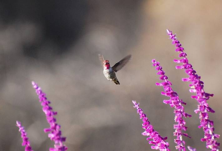Location de vacances pour 6 personnes, avec jacuzzi et jardin dans Topanga - 3