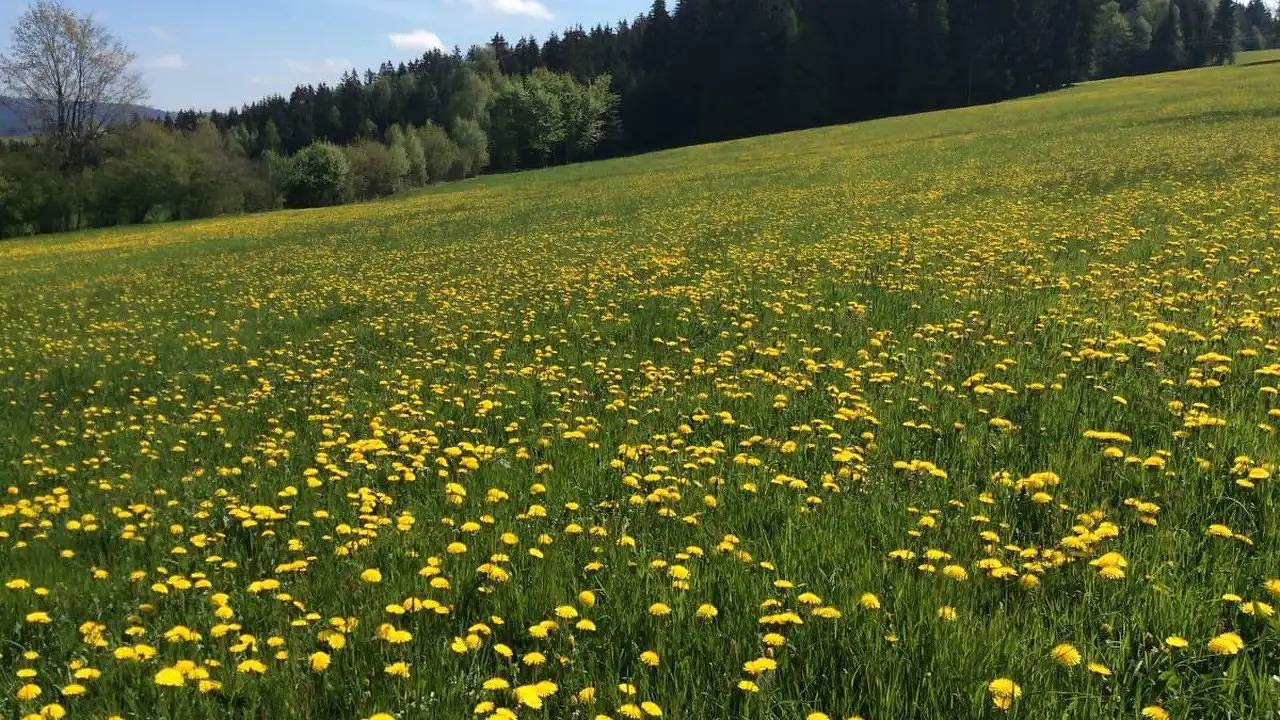 Ganze Ferienwohnung, Ferienwohnung für 4 Personen (100 m²) in Vorderweißenbach in Vorderweißenbach, Mühlviertel