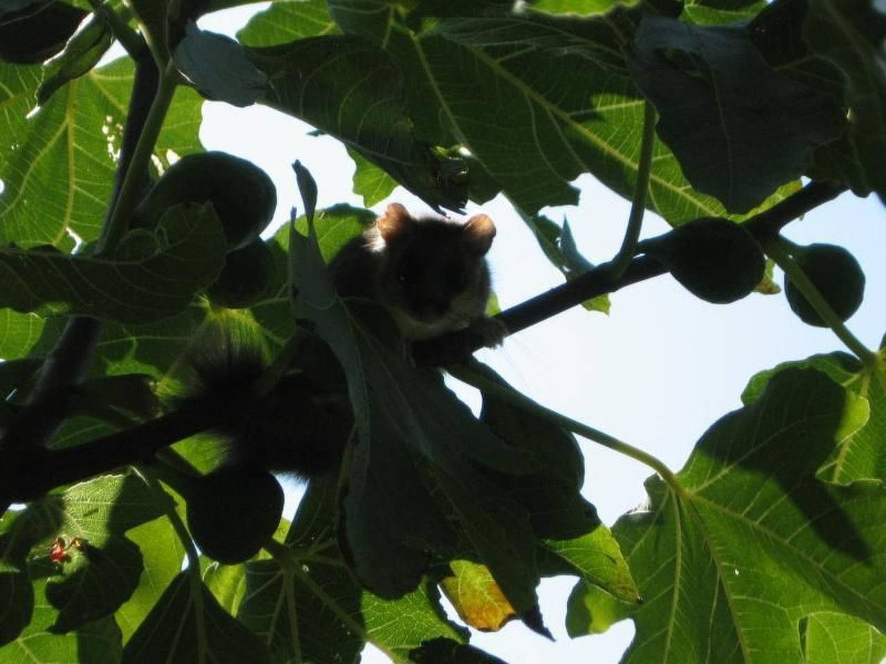 Niederwaldhaus in Solto Collina in Gemeinde Solto Collina, Iseosee