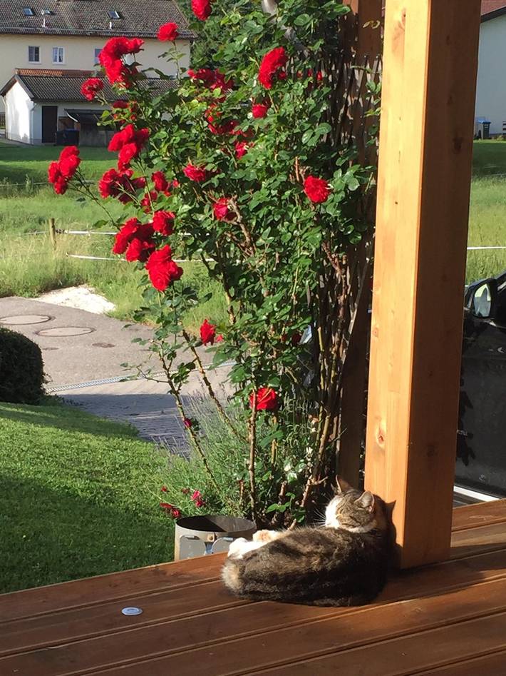 Ferienhaus für 6 Personen, mit Balkon, kinderfreundlich in Siegsdorf - 4