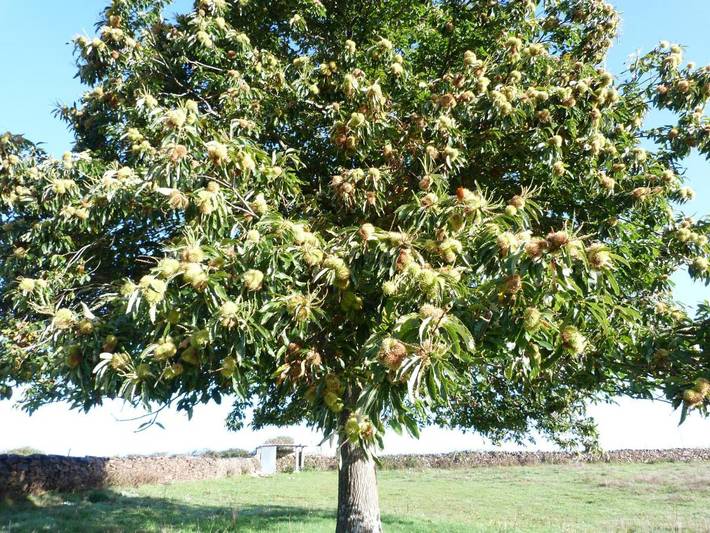 Casa rural para 4 personas, con jardín además de balcón y vistas en Comarca de Ciudad Rodrigo - 4