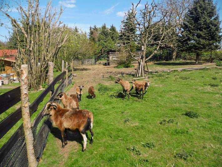Ferien auf dem Lande - Ferienwohnung in Ahrenshagen-Daskow, Vorpommern-Rügen
