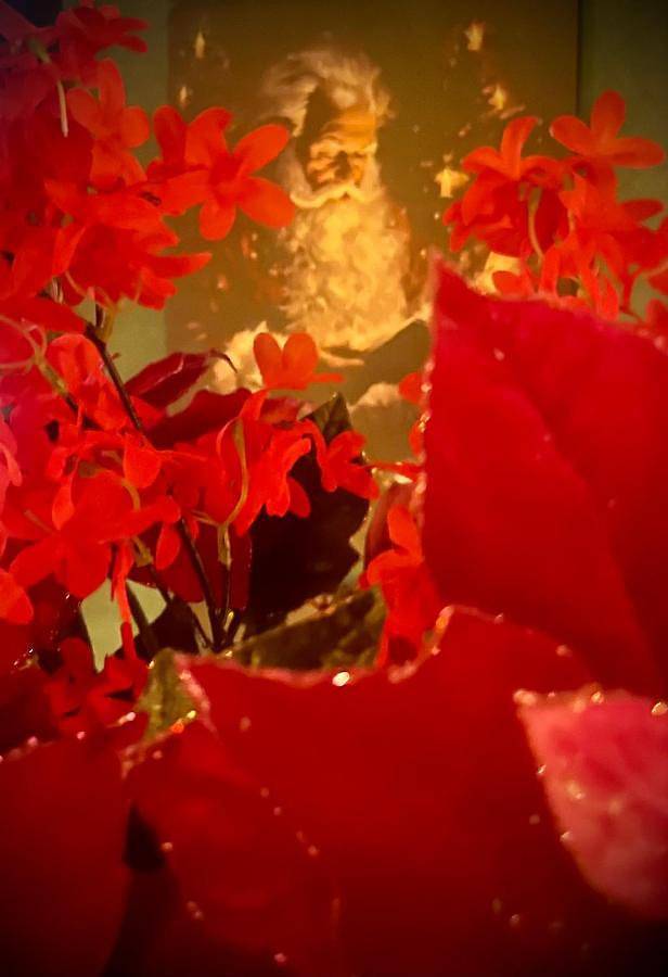 Location de vacances pour 2 personnes, avec terrasse et jardin à Maldegem - 2