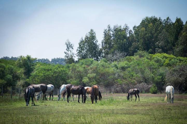 Location de vacances pour 5 personnes, avec vue et jardin, animaux acceptés à Zambujeira do Mar - 4