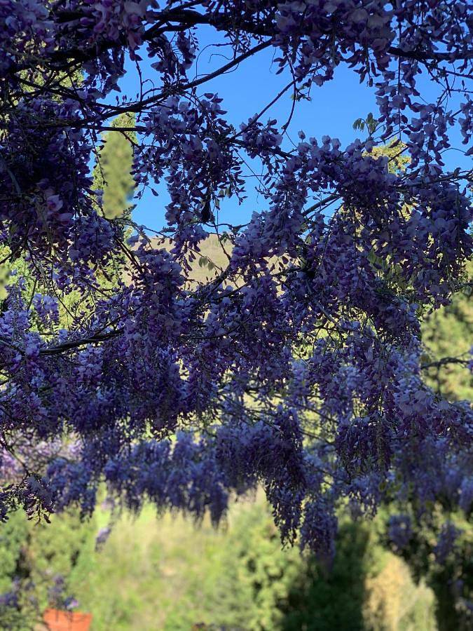 Gîte pour 2 personnes, avec vue ainsi que jardin et piscine à Sansepolcro - 4