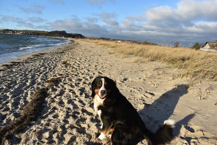 Ferienhaus für 4 Personen, mit Terrasse und Garten, mit Haustier in Thiessow - 4