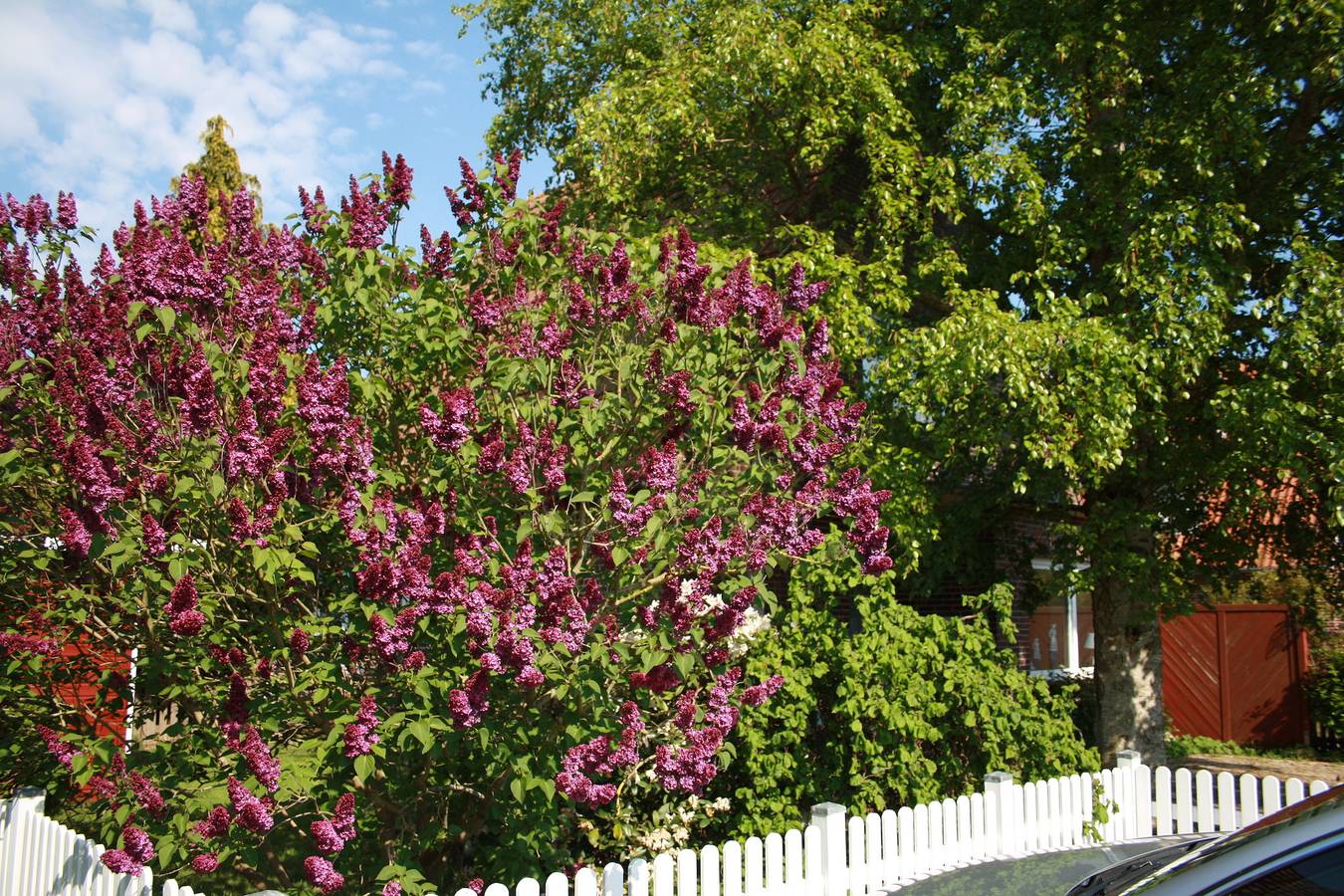Ferienhaus Austernfischer in Tossens, Butjadingen