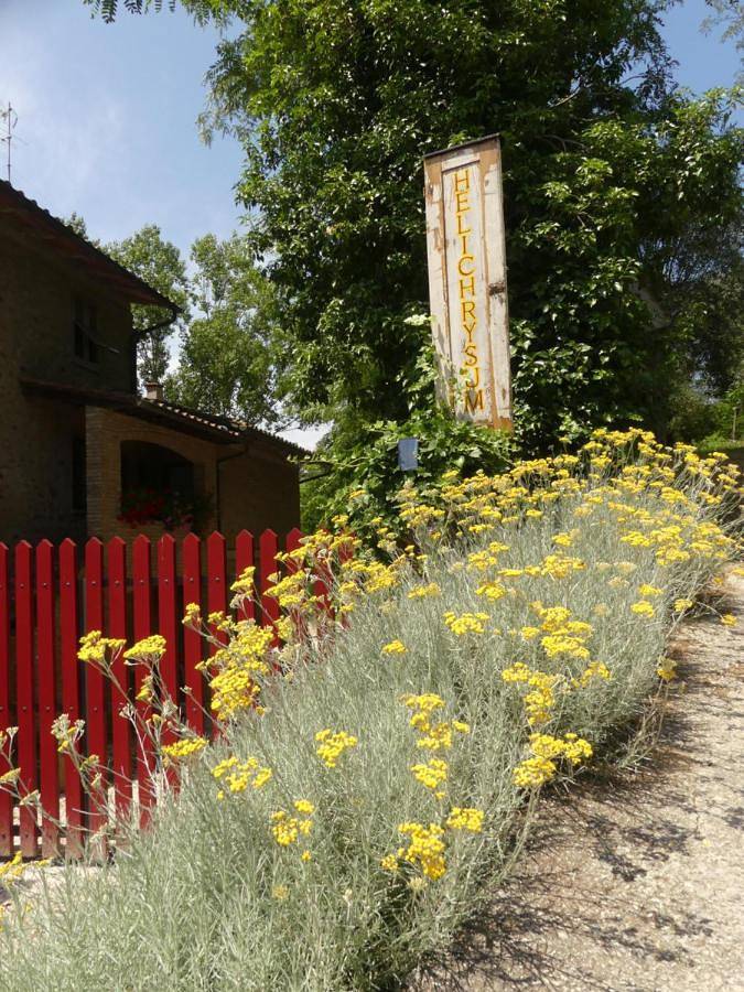 Helichrysum in Vinci, Province de Florence