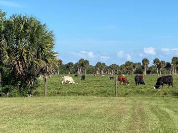 Camping for 4 Guests in Lake Okeechobee, Glades County, Picture 3