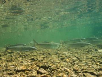 Hotel für 3 Personen in Steinbach am Attersee, Attersee, Bild 2