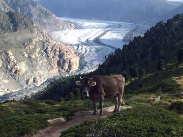 Vakantiewoning voor 4 Personen in Riederalp, Aletsch Arena, Afbeelding 3