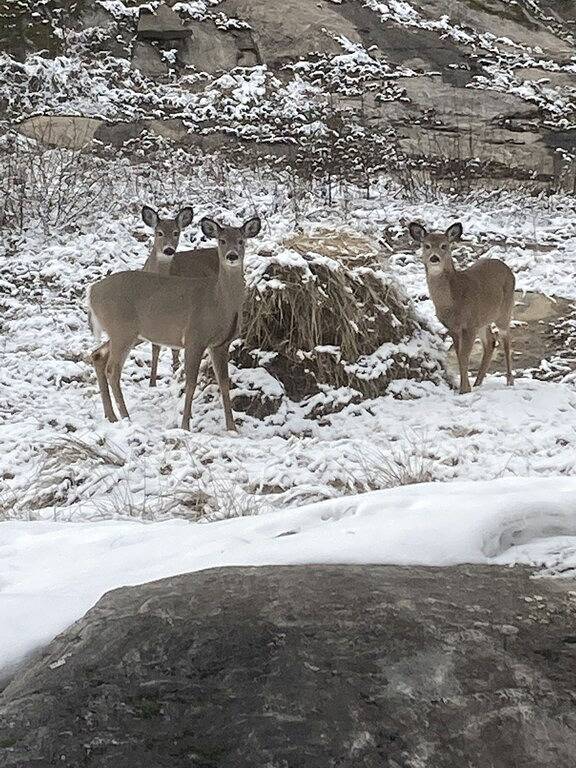 Villa pour 2 personnes, avec jardin et balcon dans Canada - 3