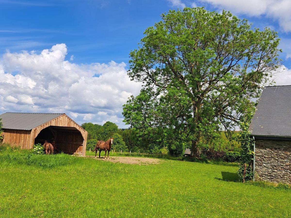 Gîte L'Olivier à Filly - Nadrin, entre Houffalize et La Roche-en-Ardenne in Nadrin, Houffalize