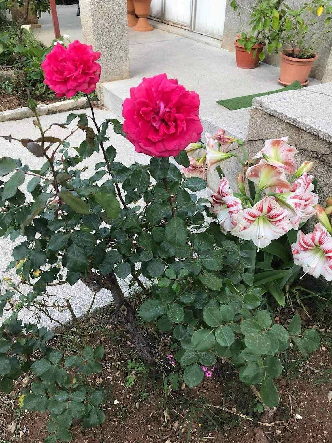 Ganze Wohnung, Apartments Villa Sarajevo in Vodice, Šibenik-Knin