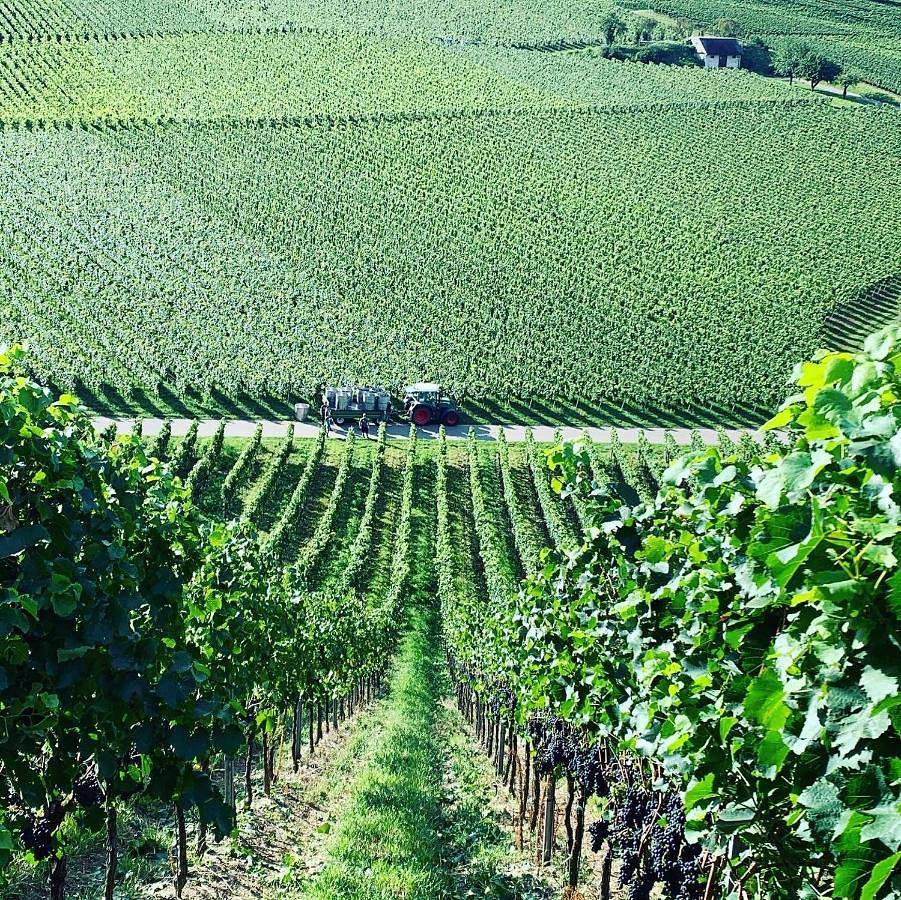 Ganze Wohnung, Rüdlins-Winzerhof in Auggen, Südschwarzwald