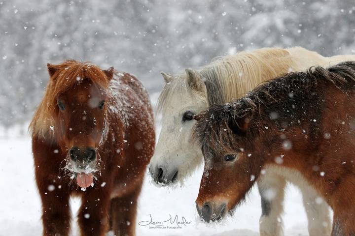 Ferienwohnung für 4 Personen, mit Balkon und Balkon/Terrasse in Bischofswiesen - 3