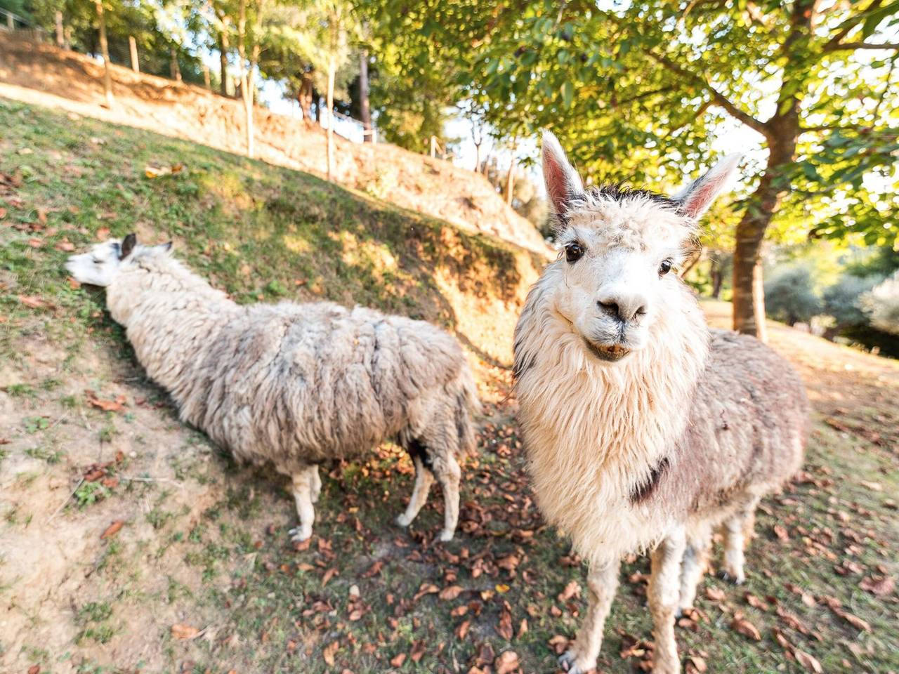 Bauernhaus in der Toskana mit Pool bei Montecastello in Pontedera, Pisa Provinz