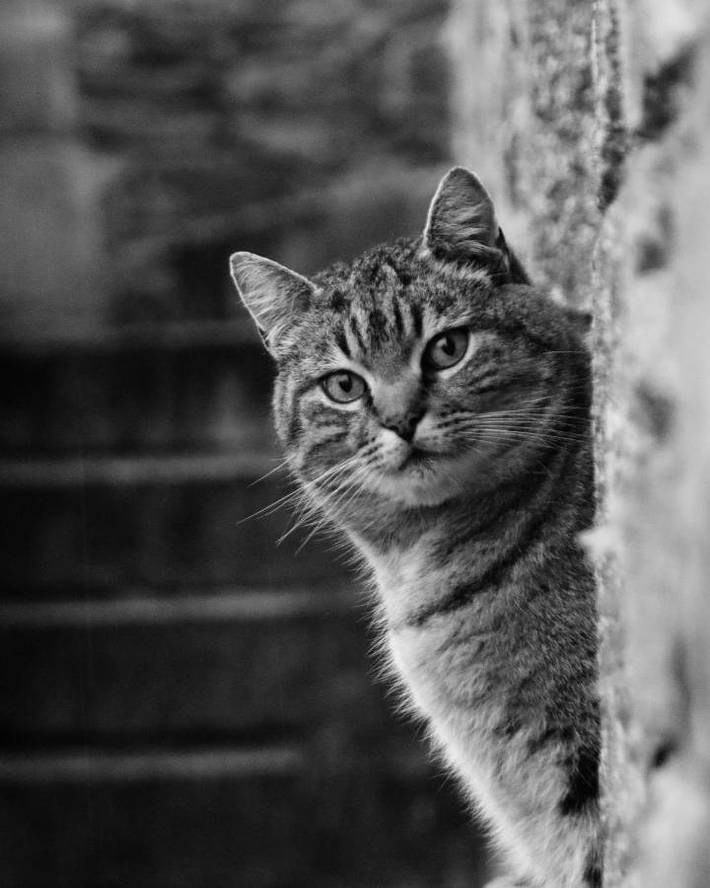 Chambre d’hôte pour 7 personnes, avec vue et jardin dans Parc naturel régional de Brière - 2