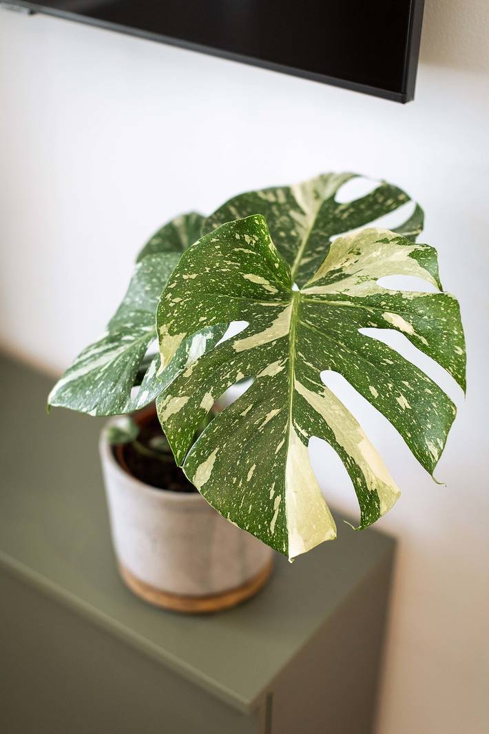 Appartement de vacances pour 5 personnes, avec jardin à Vienne (Autriche) - 2