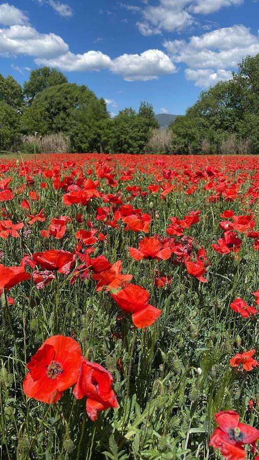 Gîte pour 2 personnes, avec piscine et terrasse à Puyvert - 4