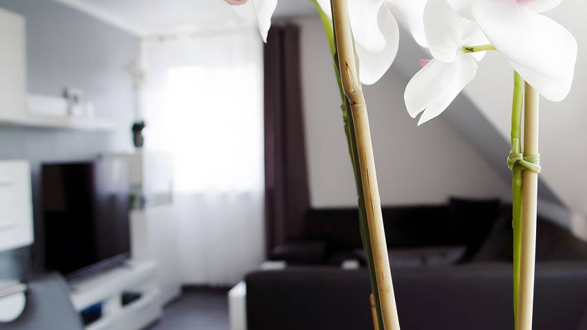 Ferienwohnung für 2 Personen, mit Garten in Lotte - 2