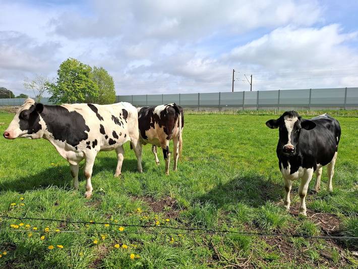 Ganze Ferienwohnung, Naeve: helle, freundliche Fewo mit zwei Schlafzimmern - Fewo Naeve in Oeversee, Grünes Binnenland