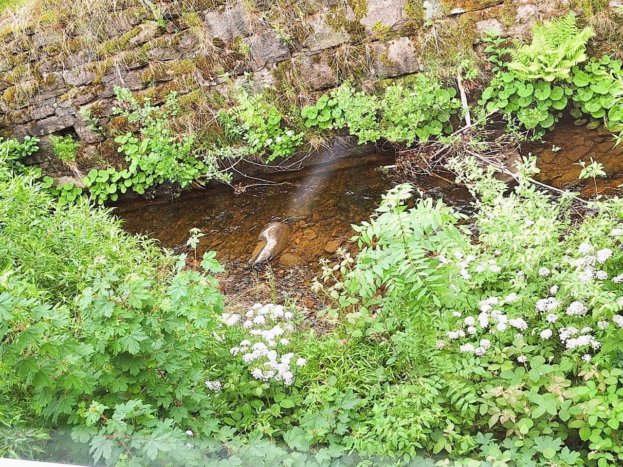 Ganze Wohnung, Große Auszeit in Braunlage, Harzvorland