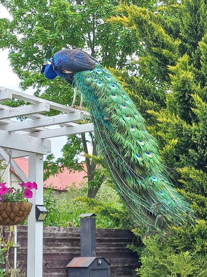 Vakantieappartement voor 8 personen, met uitzicht en tuin - 1