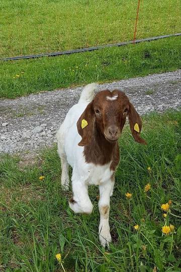 Ferienwohnung für 4 Personen in Marbach, Westalpen, Bild 2
