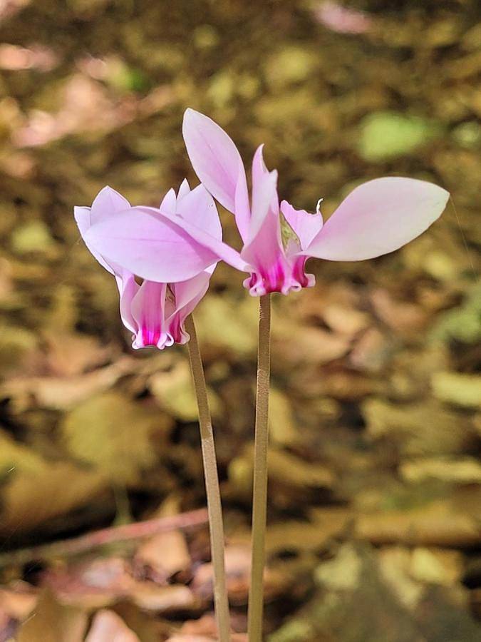Gîte pour 6 personnes, avec vue et jardin à Roccasecca - 2