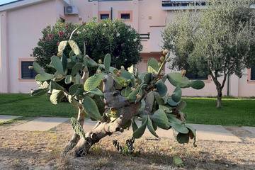 Ferienhaus für 4 Personen, mit Garten und Pool in Kalabrien