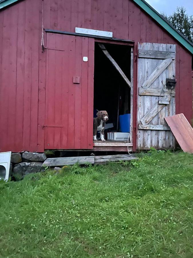 Ferienhaus für 5 Personen, mit Balkon und Terrasse sowie Garten und Ausblick in Vesterålen - 3