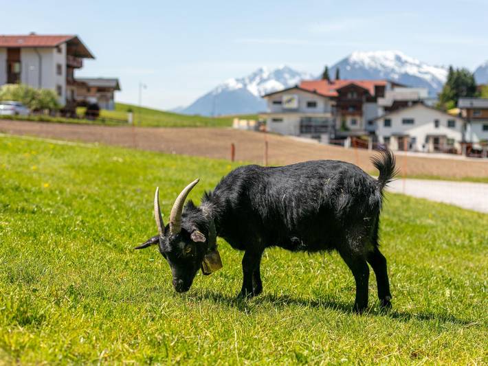 Hütte für 4 Personen, mit Balkon in Reith im Alpbachtal - 4