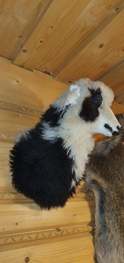 Domki Mroz in Zakopane, Karpaty (Polska)