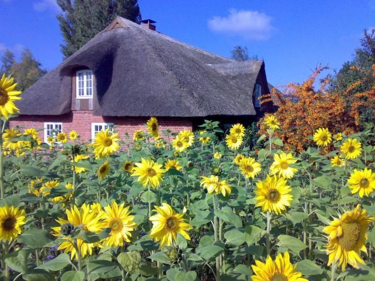 Finkenbusch in Riepsdorf, Ostholstein
