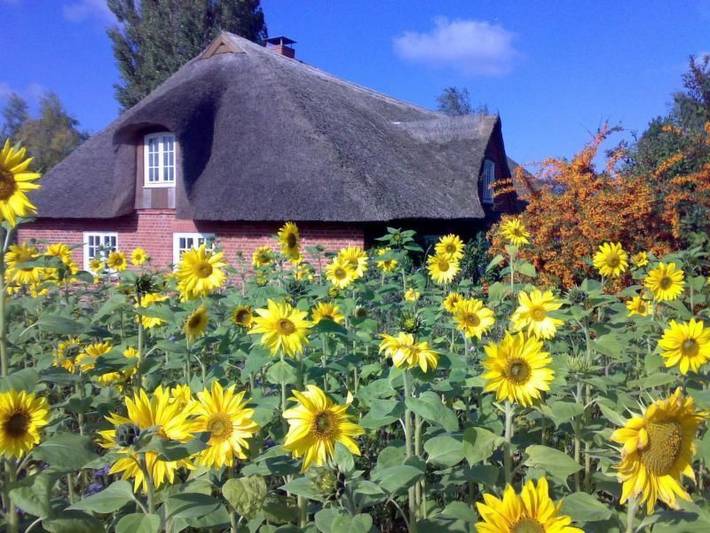 Ferienhaus für 6 Personen, mit Terrasse und Garten in Riepsdorf