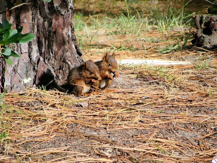 Location de vacances pour 4 personnes, avec jardin à Biscarrosse - 4