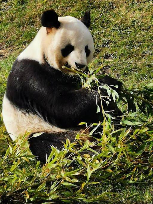 Gîte pour 3 personnes, avec jardin et piscine à Mur-de-Sologne - 2