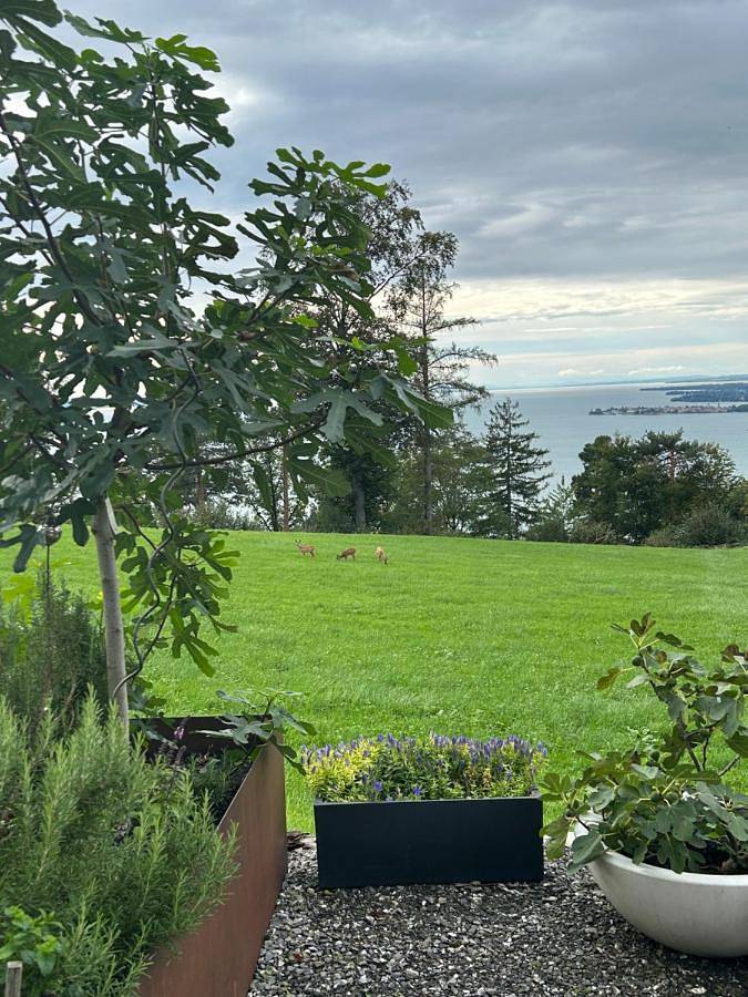 Ganze Wohnung, Seeblick Appartements Henle in Lochau, Bodensee-Vorarlberg