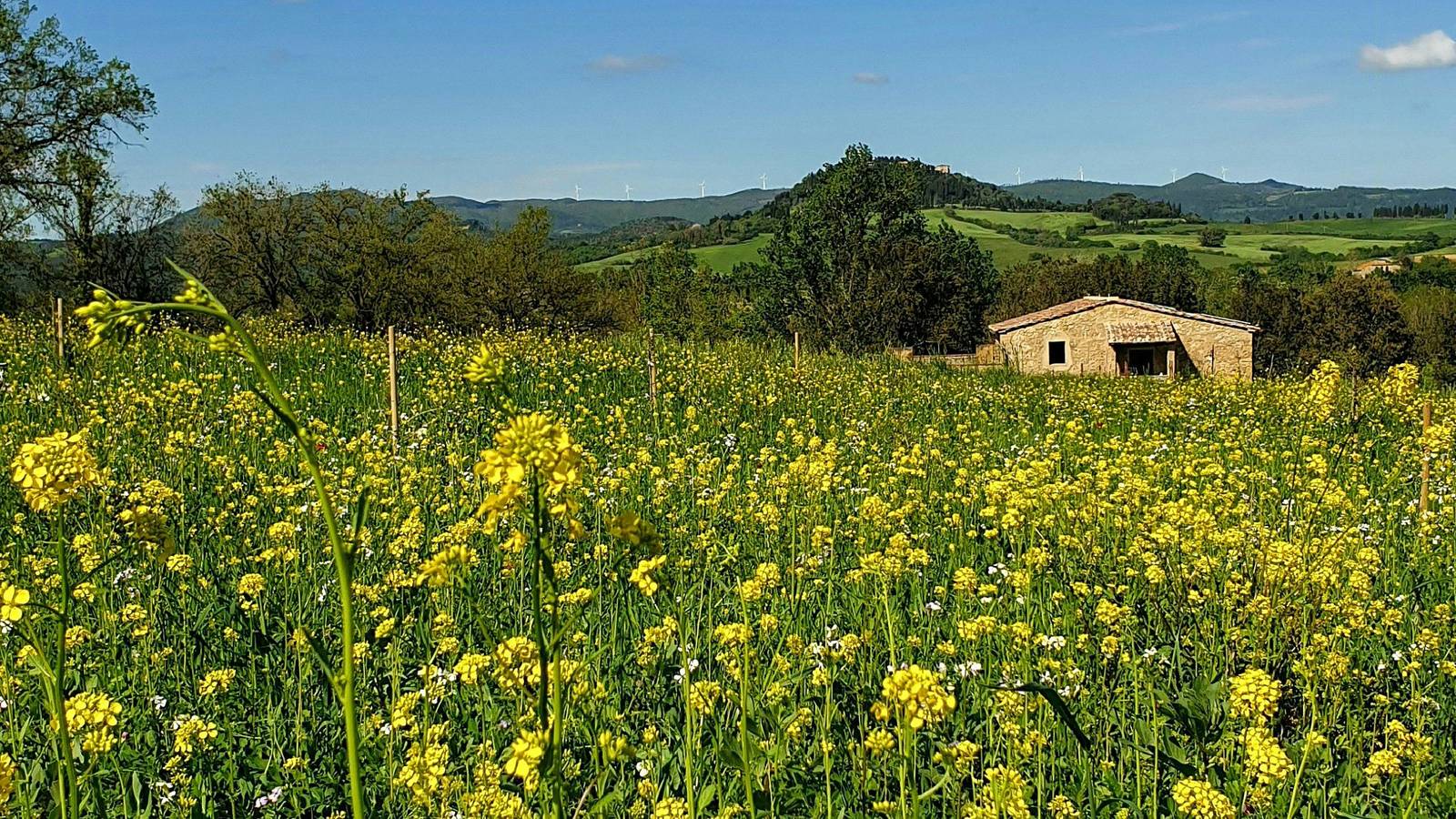 Ganze Wohnung, Ferienwohnung auf dem Bauernhof mit beheiztem Pool in Montescudaio, Etruskische Küste
