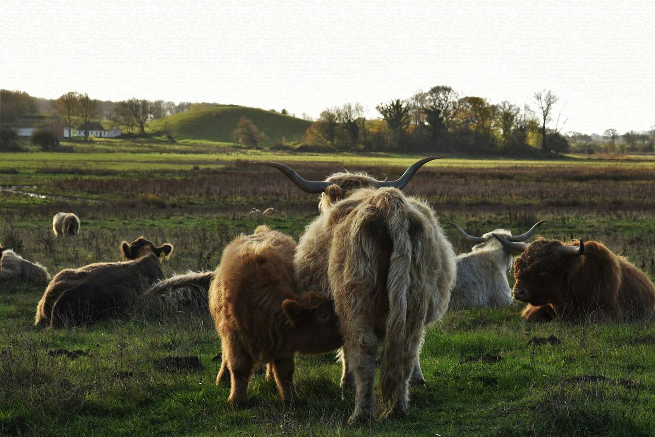 Kvæg og heste på Lundstedet ved Skovsgaard in Rudkøbing, Langeland