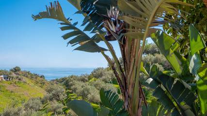 Agriturismo voor 8 Personen in Rincón de la Victoria, Costa del Sol, Afbeelding 3