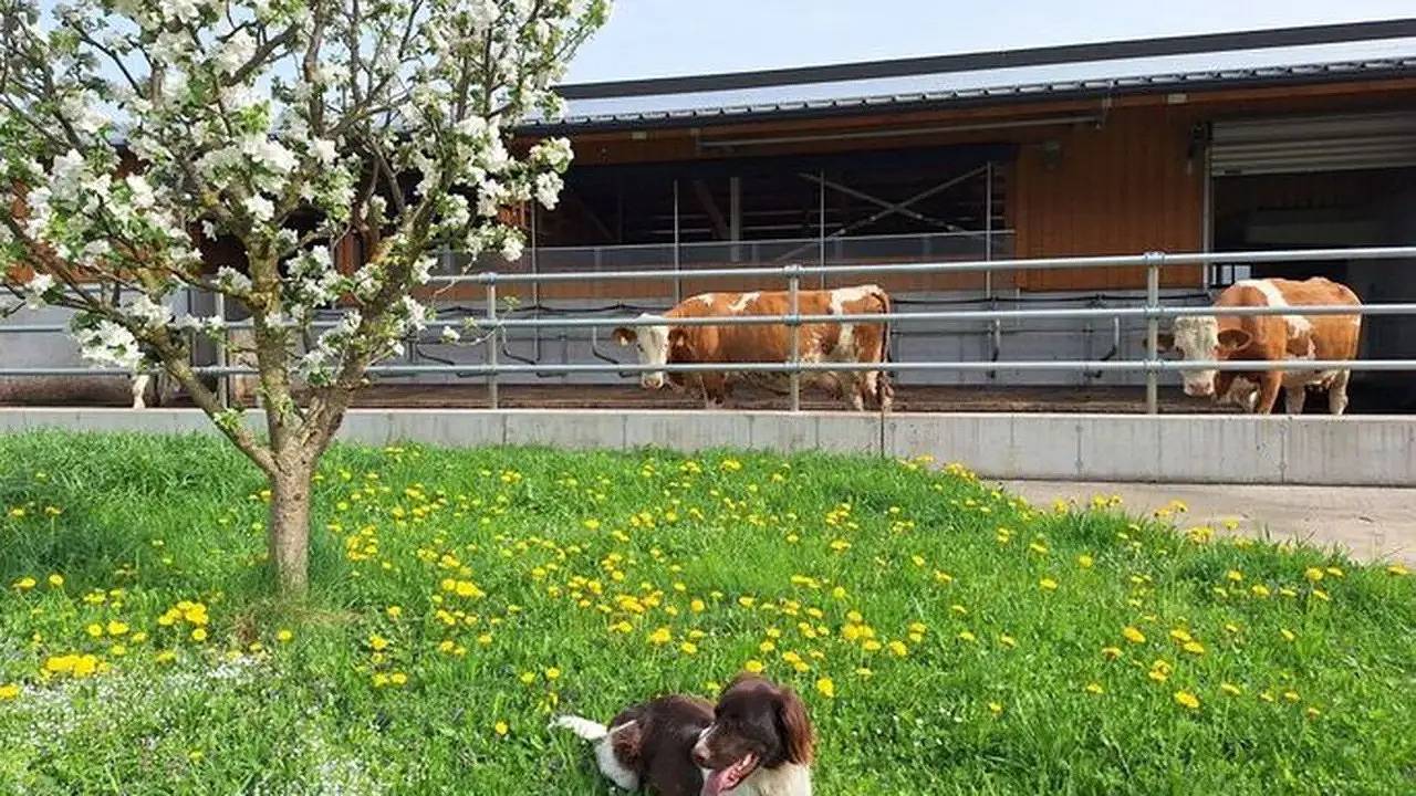 Ganze Ferienwohnung, Ferienwohnung für 2 Personen (81 m²) in Strobl in Strobl, Bezirk Salzburg-Umgebung