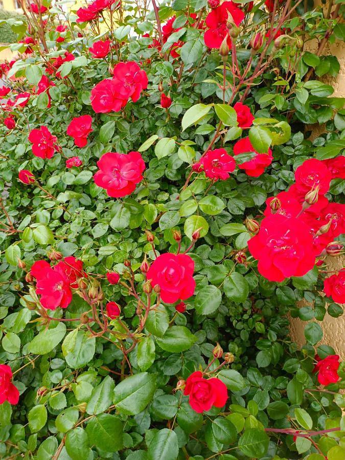 La maison des roses in Chadrac, Haute-Loire