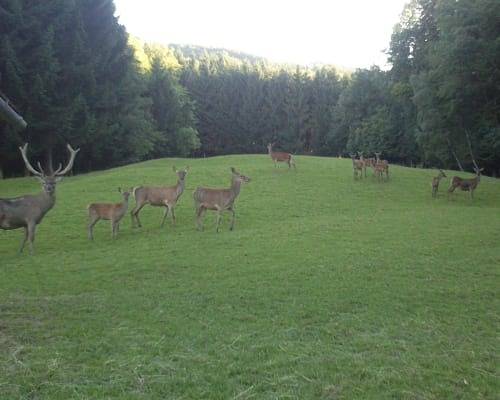 Ολόκληρο το διαμέρισμα διακοπών, Ferienwohnung Hannes Heimberger - Ferienwohnung in Purgstall an der Erlauf, Mostviertel Region